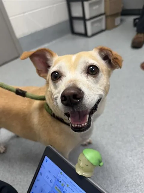 An adult small-sized female Parson Russell Terrier dog named Sour Cream for adoption in Indianapolis, IN