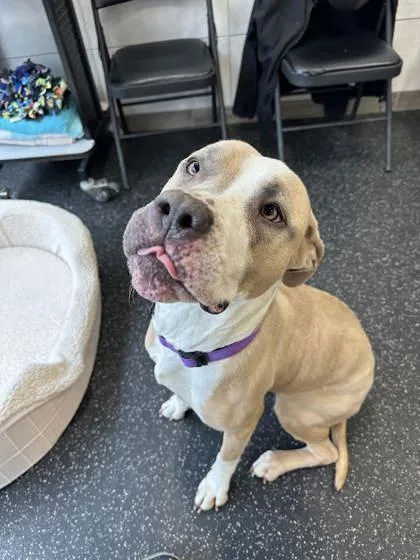 An adult large-sized female Pit Bull Terrier dog named Trio for adoption in Scotia, NY