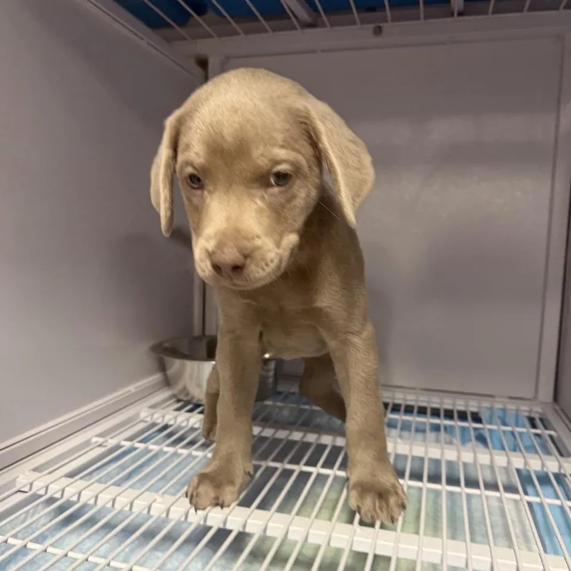 A baby medium-sized female Gray / Blue / Silver Labrador Retriever dog named Ellie for adoption in Baton Rouge, LA