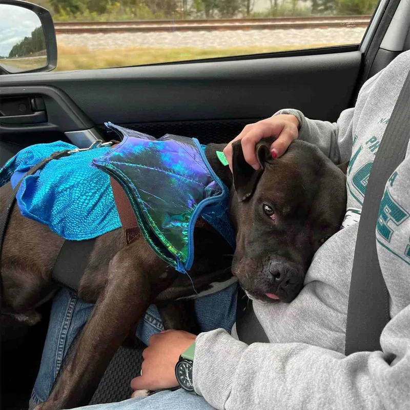 An adult medium-sized male Black Boxer dog named Roscoe for adoption in Colbert, GA