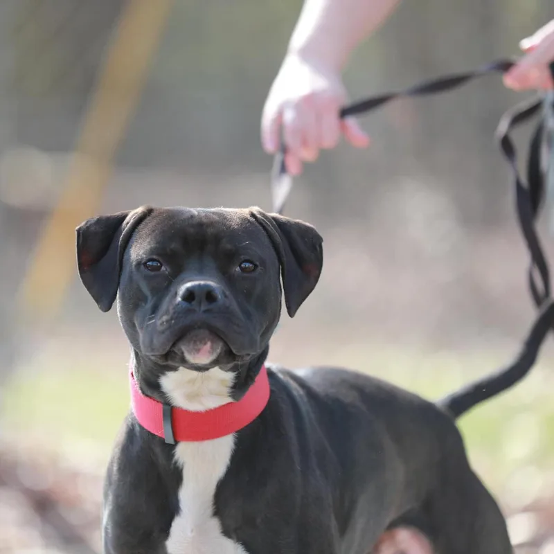 Roscoe thumbnail 2