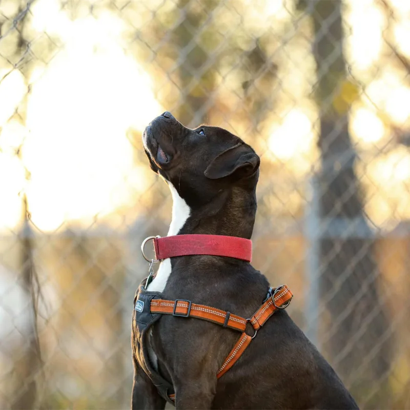 Roscoe thumbnail 5