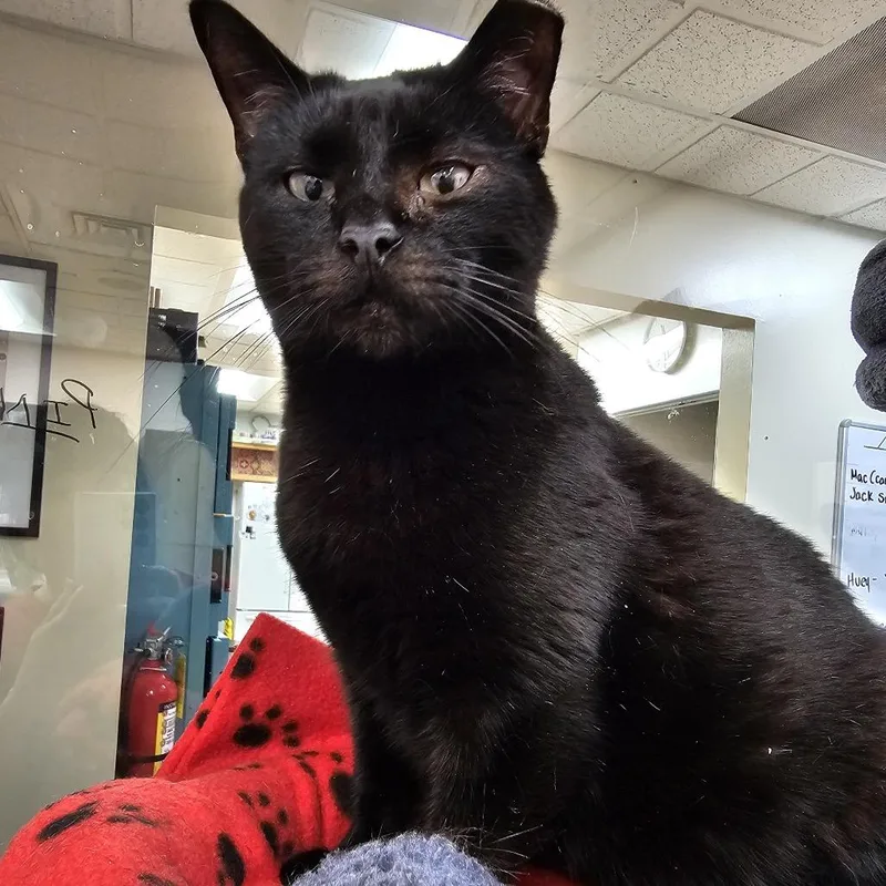 An adult medium-sized male Domestic Short Hair cat named Pepper Jack for adoption in Lauderhill, FL