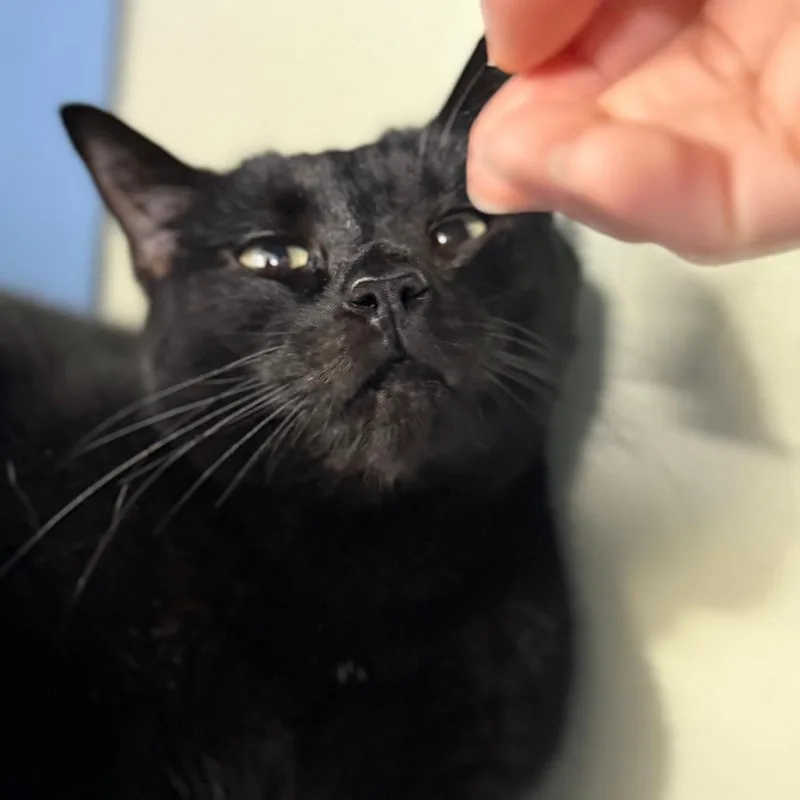 Pepper Jack thumbnail 3