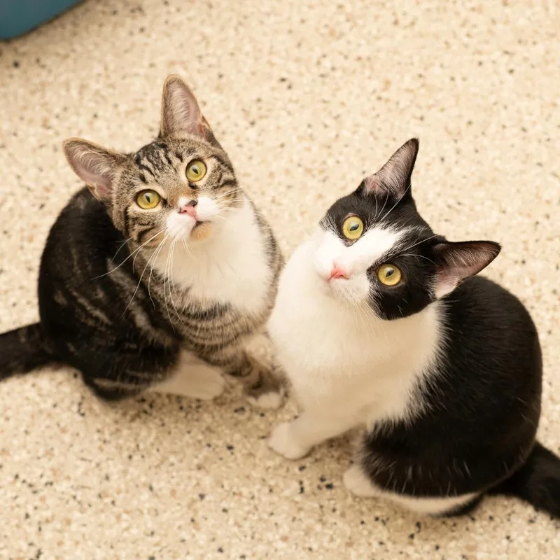 A young small-sized female Domestic Short Hair cat named Laney for adoption in Los Angeles, CA