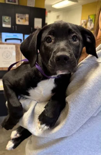 A baby medium-sized male Labrador Retriever dog named Tobi for adoption in Bowling Green, KY