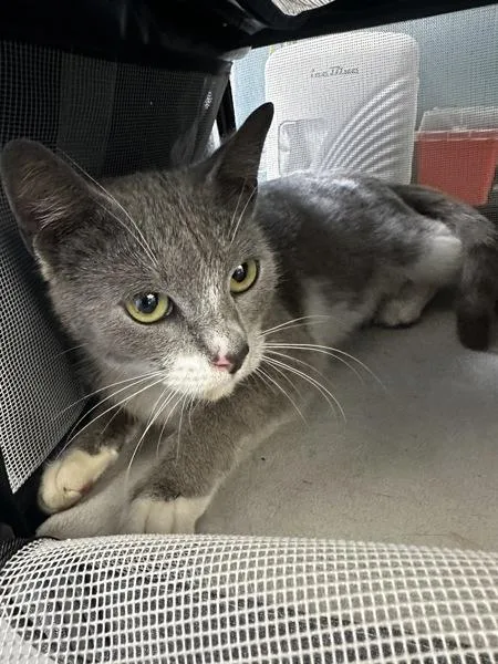 A young medium-sized female Domestic Short Hair cat named Juniper for adoption in Vallejo, CA