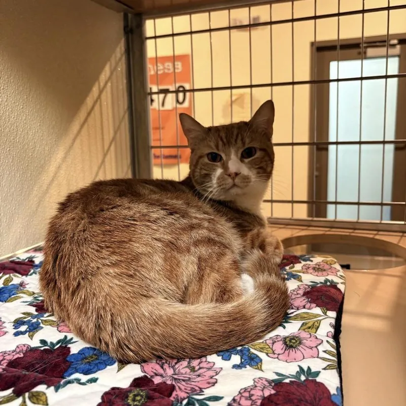 An adult large-sized male Orange / Red Domestic Short Hair cat named Samba for adoption in Lynchburg, VA