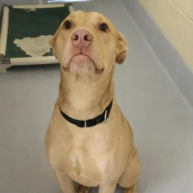 An adult medium-sized male Brown / Chocolate Terrier dog named Pickles for adoption in Mooresville, NC