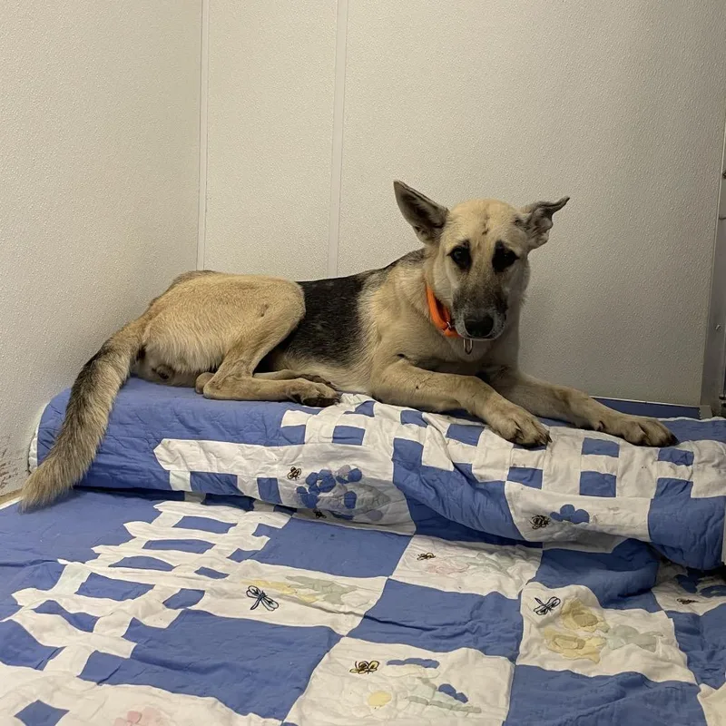 An adult small-sized female Brown / Chocolate Mixed Breed dog named Phoenix for adoption in Dickinson, TX