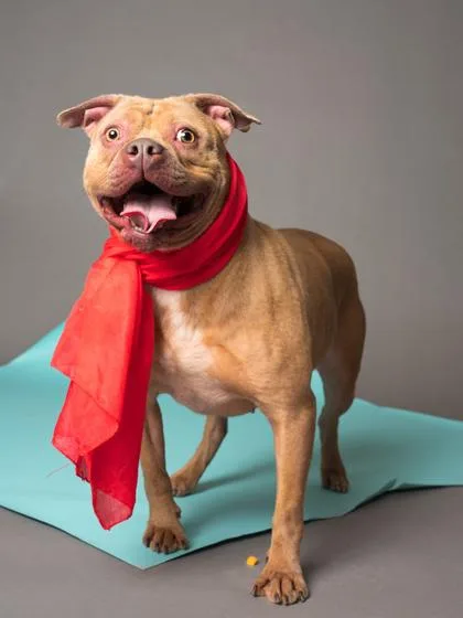 An adult large-sized female Pit Bull Terrier dog named Surprise for adoption in Atlanta, GA
