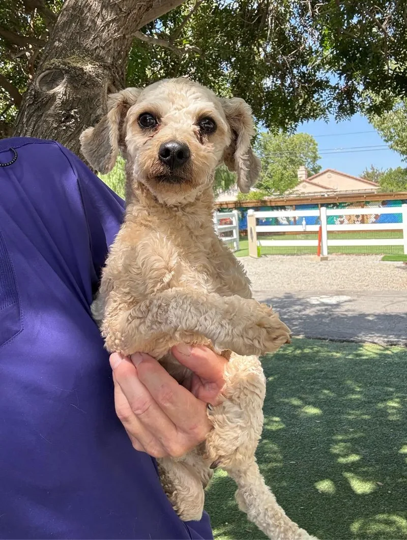 A young small-sized male Yellow / Tan / Blond / Fawn Poodle (Toy) dog named Little Bear for adoption in Temecula, CA