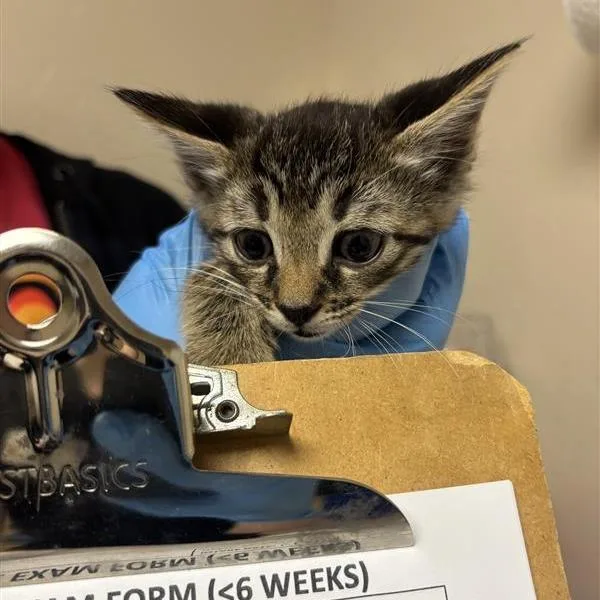 A baby small-sized male Brown / Chocolate Domestic Short Hair cat named Emmett for adoption in Tempe, AZ