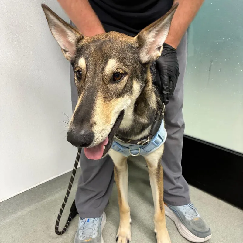 A young small-sized male Catahoula Leopard Dog dog named Flynn for adoption in Abilene, TX