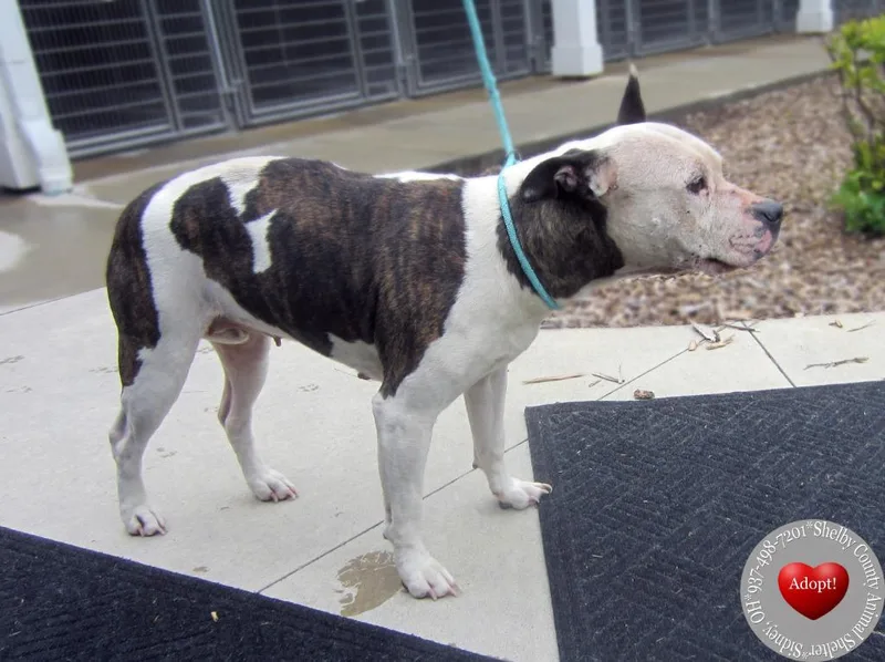 An adult large-sized female Pit Bull Terrier dog named Felicity Yrly for adoption in Sidney, OH