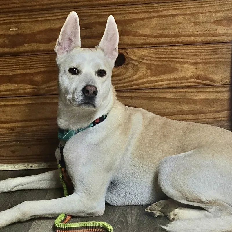 A young medium-sized male Carolina Dog dog named Lemon Meringue for adoption in New York, NY