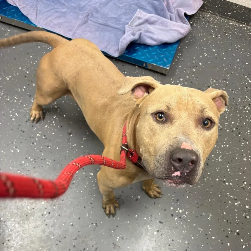An adult large-sized male Yellow / Tan / Blond / Fawn Mixed Breed dog named Goose for adoption in Columbiana, AL