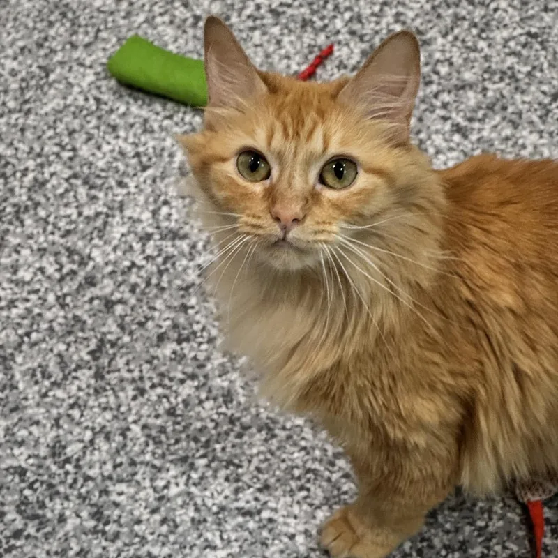 An adult medium-sized female Domestic Medium Hair cat named Sabrina for adoption in Cumming, GA