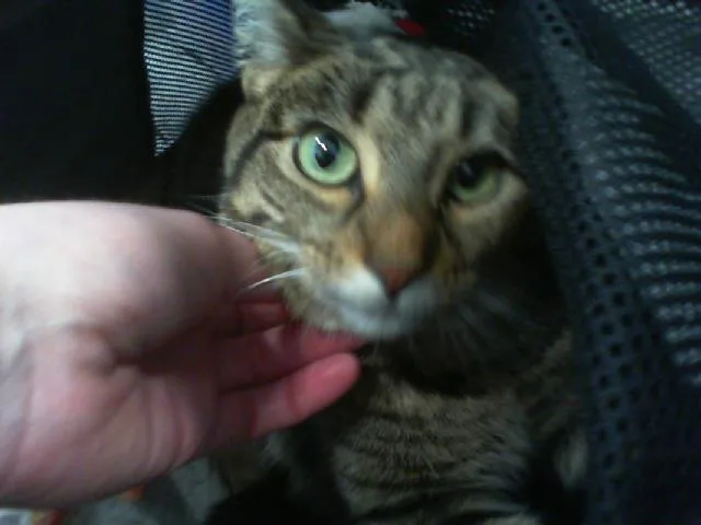 A young small-sized female Domestic Short Hair cat named Ariyana for adoption in Charlotte, NC