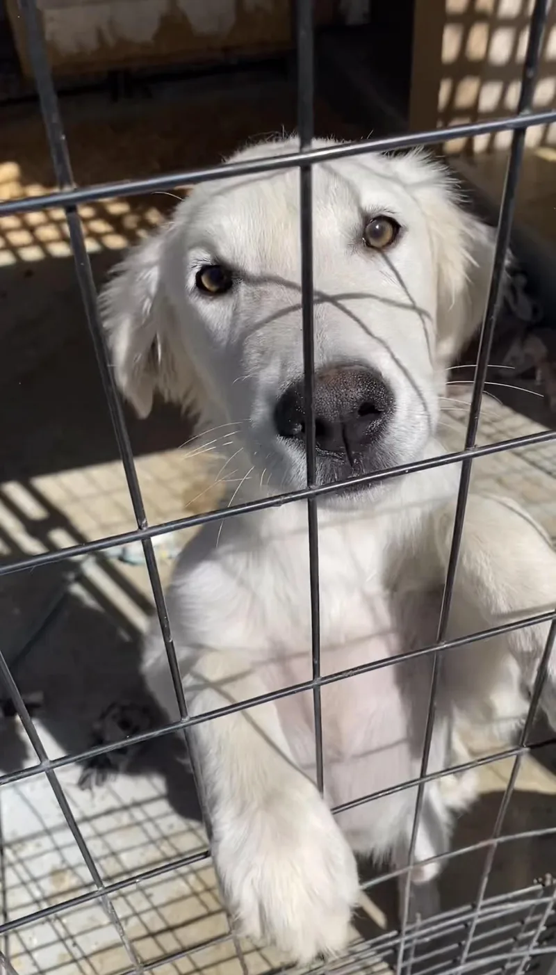 A baby large-sized female Great Pyrenees dog named Sierra for adoption in Avon, CT