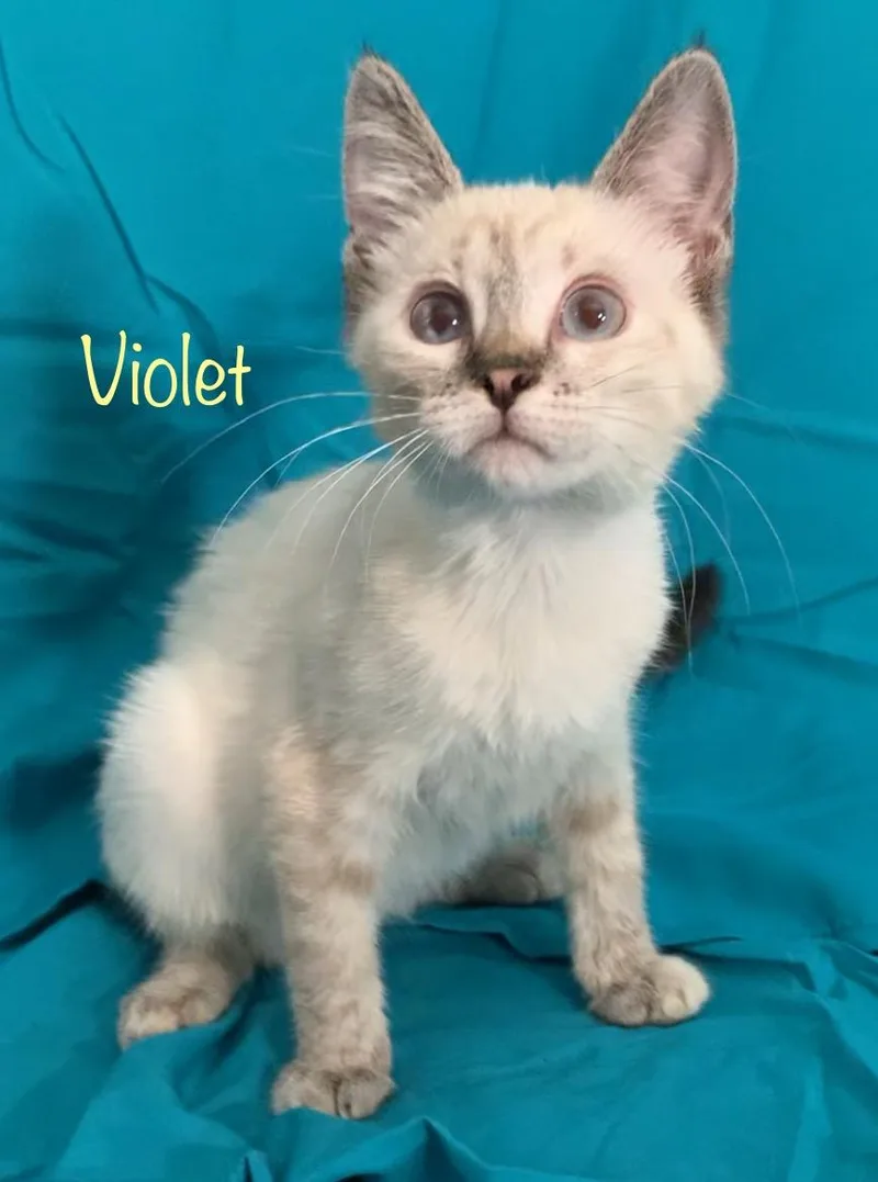 Violet thumbnail 3