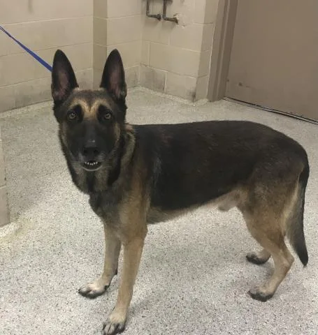A young large-sized male German Shepherd Dog dog named Frank for adoption in Conroe, TX