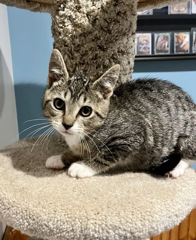 A baby medium-sized female Domestic Short Hair cat named Shark for adoption in Emerald Isle, NC