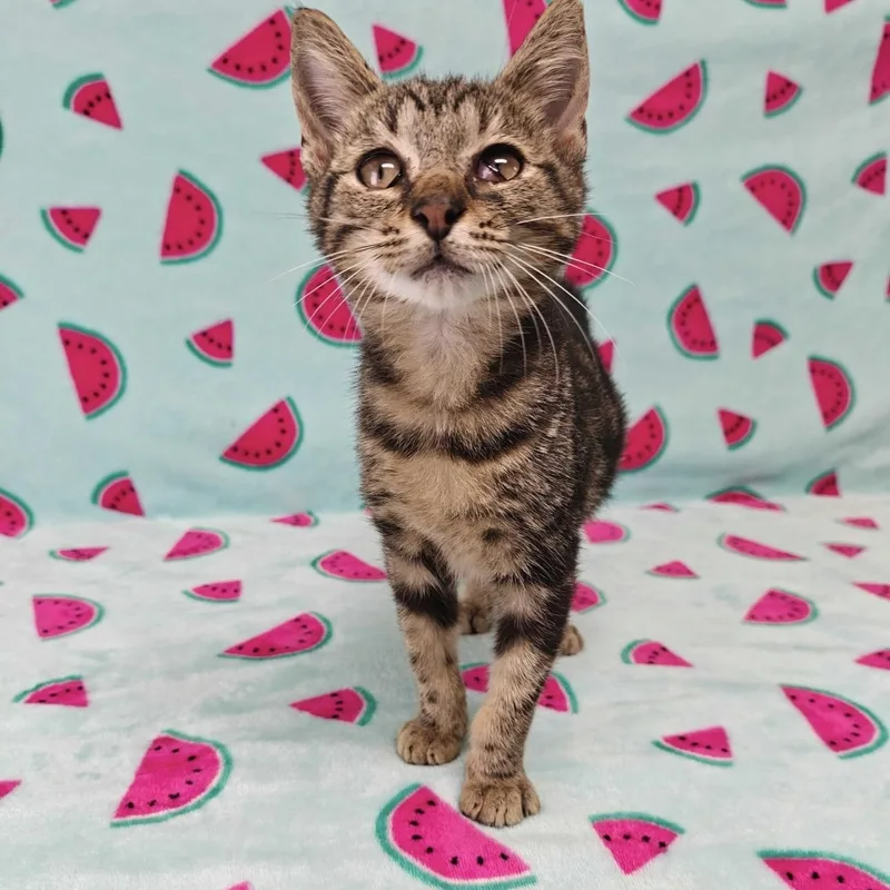 A baby medium-sized male Tabby (Brown / Chocolate) Domestic Short Hair cat named Stork for adoption in Valdosta, GA