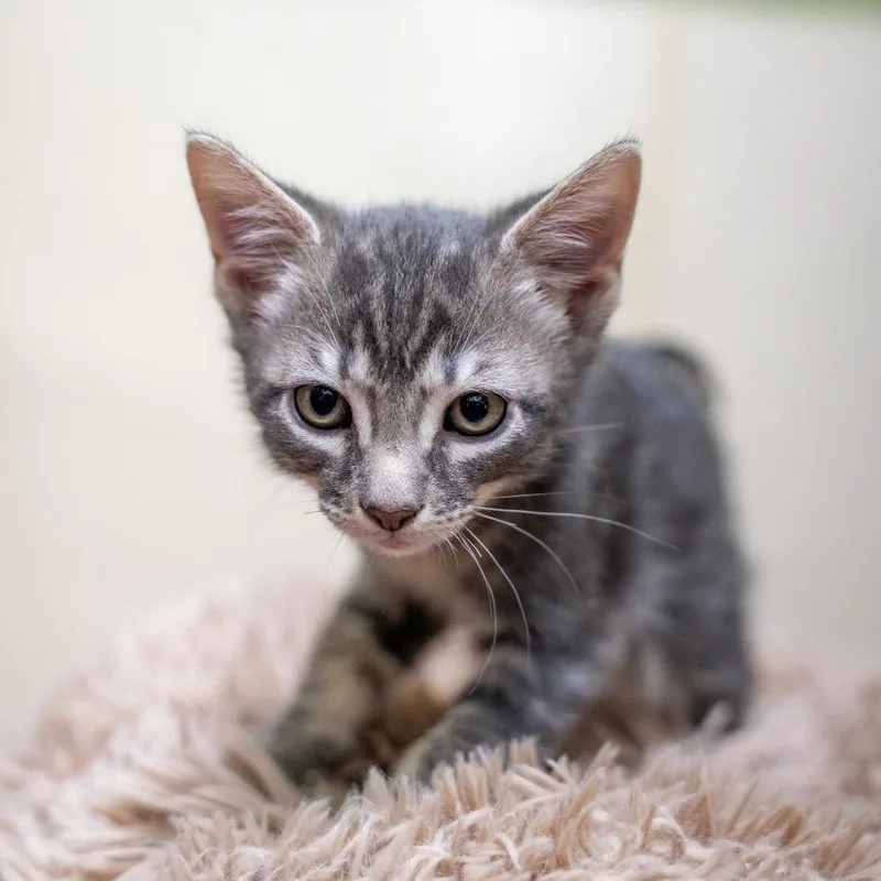 A baby small-sized male Domestic Short Hair cat named Preston for adoption in Gainesville, GA