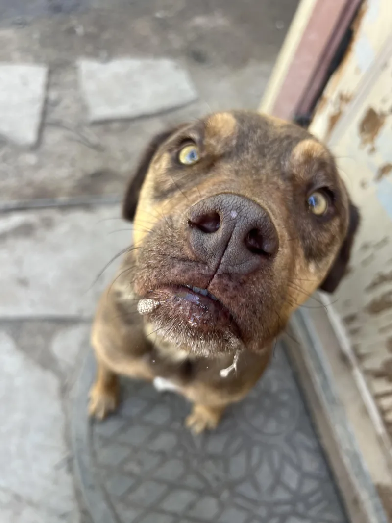An adult large-sized male Brown / Chocolate Chocolate Labrador Retriever dog named Axel for adoption in Fort Collins, CO
