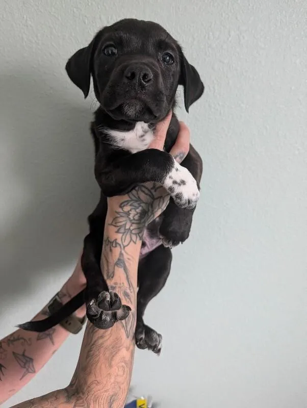 A baby medium-sized male Black Australian Cattle Dog / Blue Heeler dog named Bagel And Lox for adoption in Van Nuys, CA