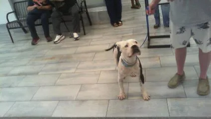 A young medium-sized male Pit Bull Terrier dog named Moo Moo for adoption in Charlotte, NC