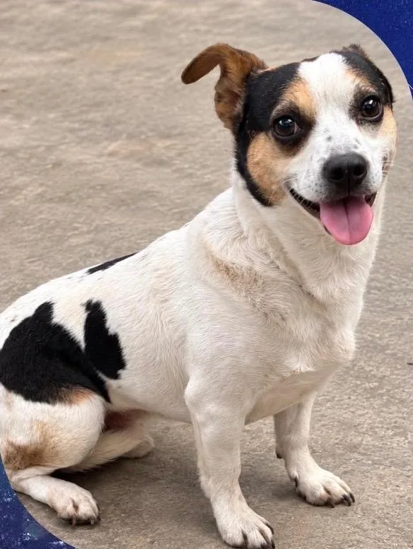 An adult small-sized male Chihuahua dog named Chico for adoption in Blue Springs, MO