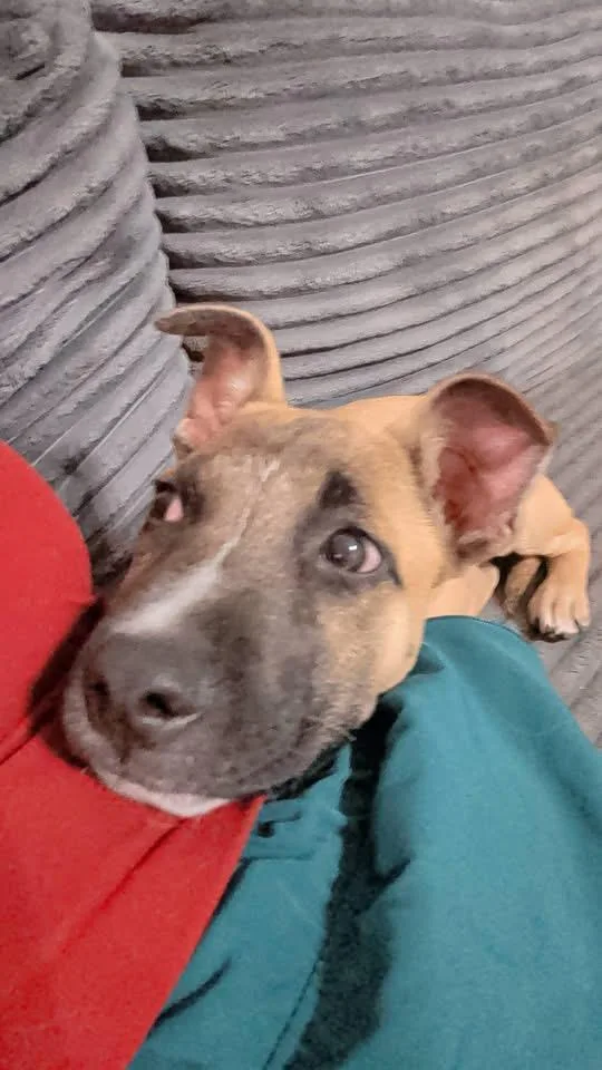 A baby large-sized male German Shepherd Dog dog named Barrett for adoption in Byron, IL