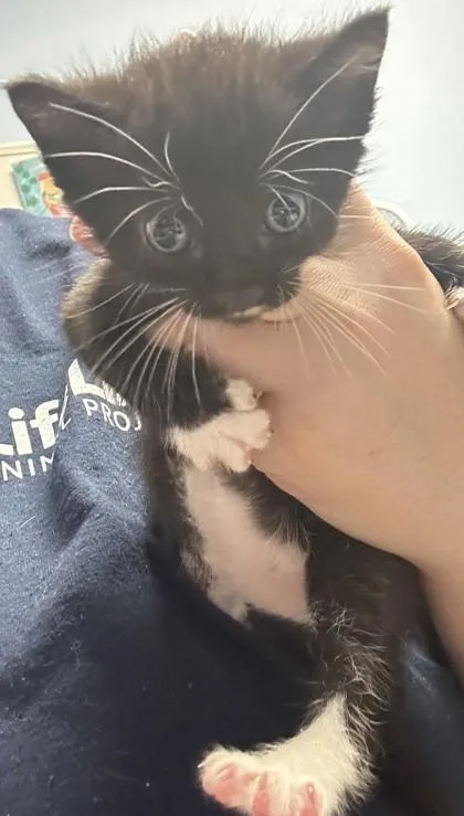 A baby small-sized male Domestic Short Hair cat named Craspedia for adoption in Chamblee, GA