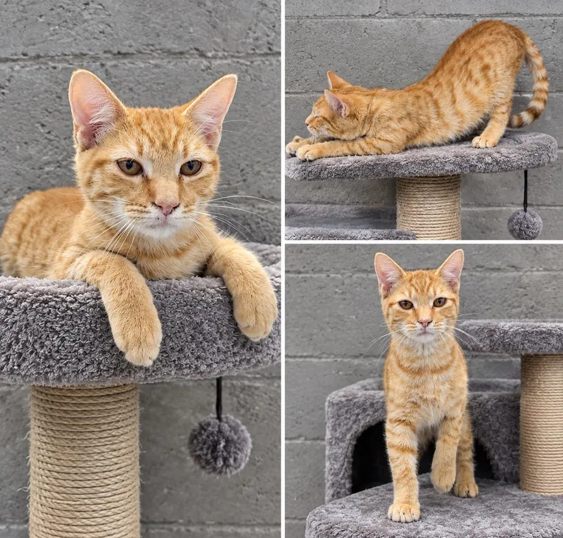 A young medium-sized male Orange / Red Domestic Short Hair cat named Georgie for adoption in Orangeburg, SC