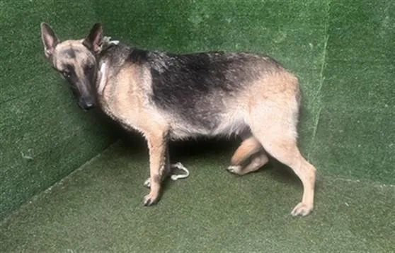 A young large-sized female German Shepherd Dog dog named Pharrella for adoption in Lancaster, CA
