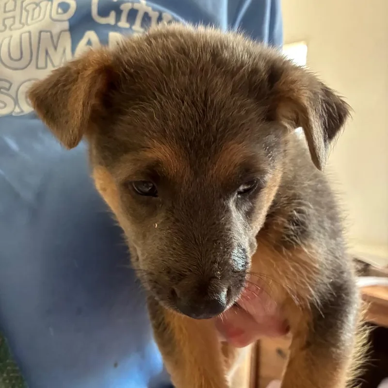A baby medium-sized female Gray / Blue / Silver German Shepherd Dog dog named Every Rose Has It's for adoption in Hattiesburg, MS