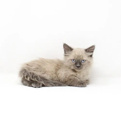 A baby medium-sized male Domestic Long Hair cat named Yukon Cornelius for adoption in Florence, AZ