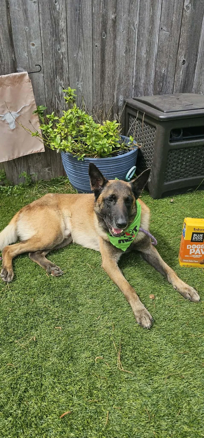 A young large-sized male Belgian Shepherd / Malinois dog named Sirus for adoption in Greeneville , TN