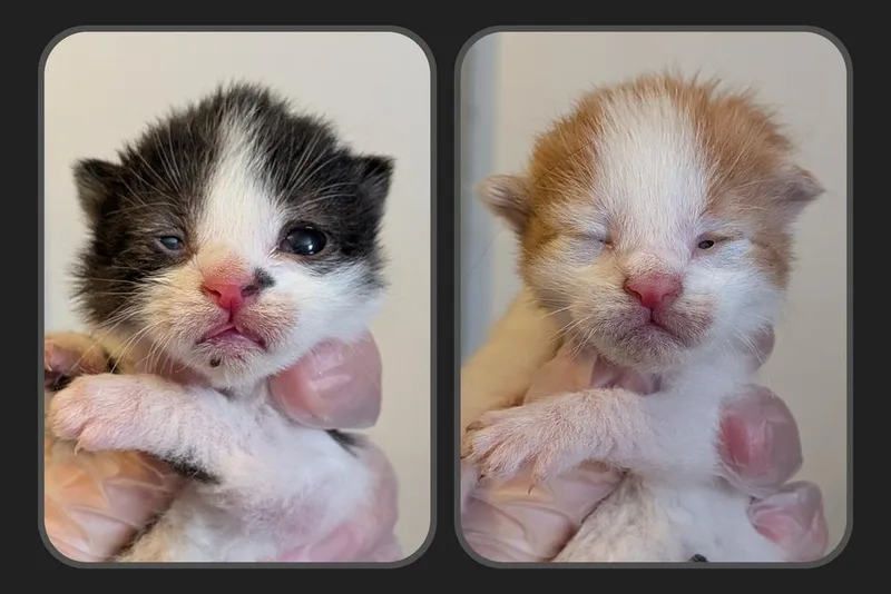 A baby medium-sized male Black & White / Tuxedo Domestic Short Hair cat named Waldo for adoption in Clinton Township, MI