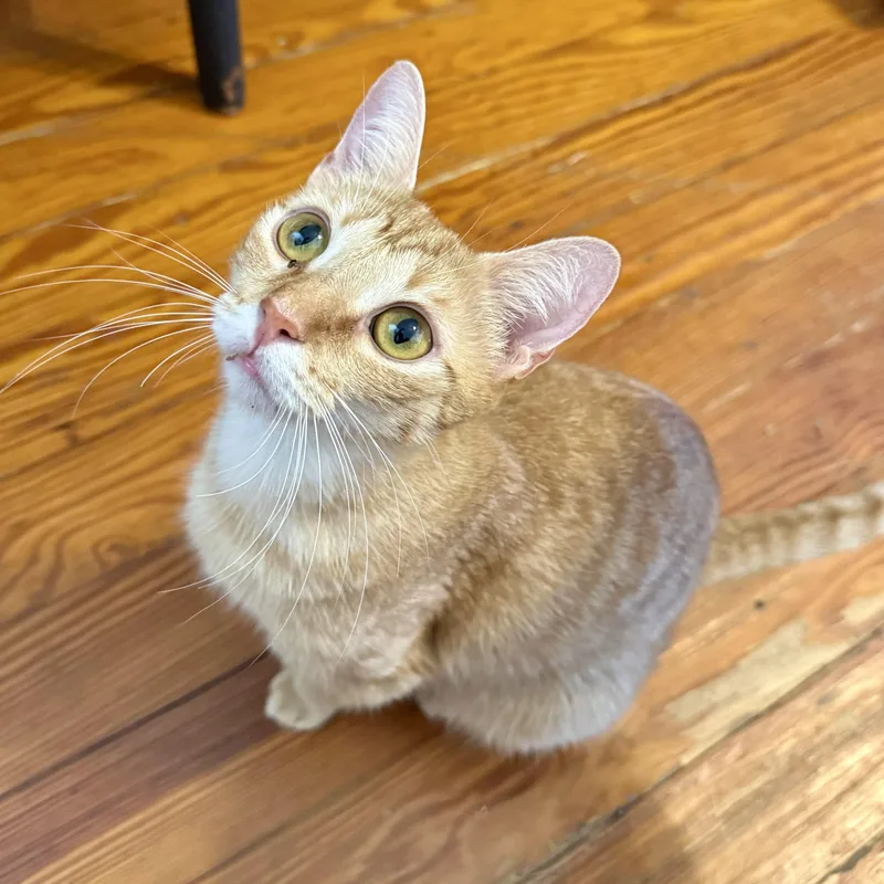 A young medium-sized female Orange & White Domestic Short Hair cat named Tumi for adoption in Baytown, TX