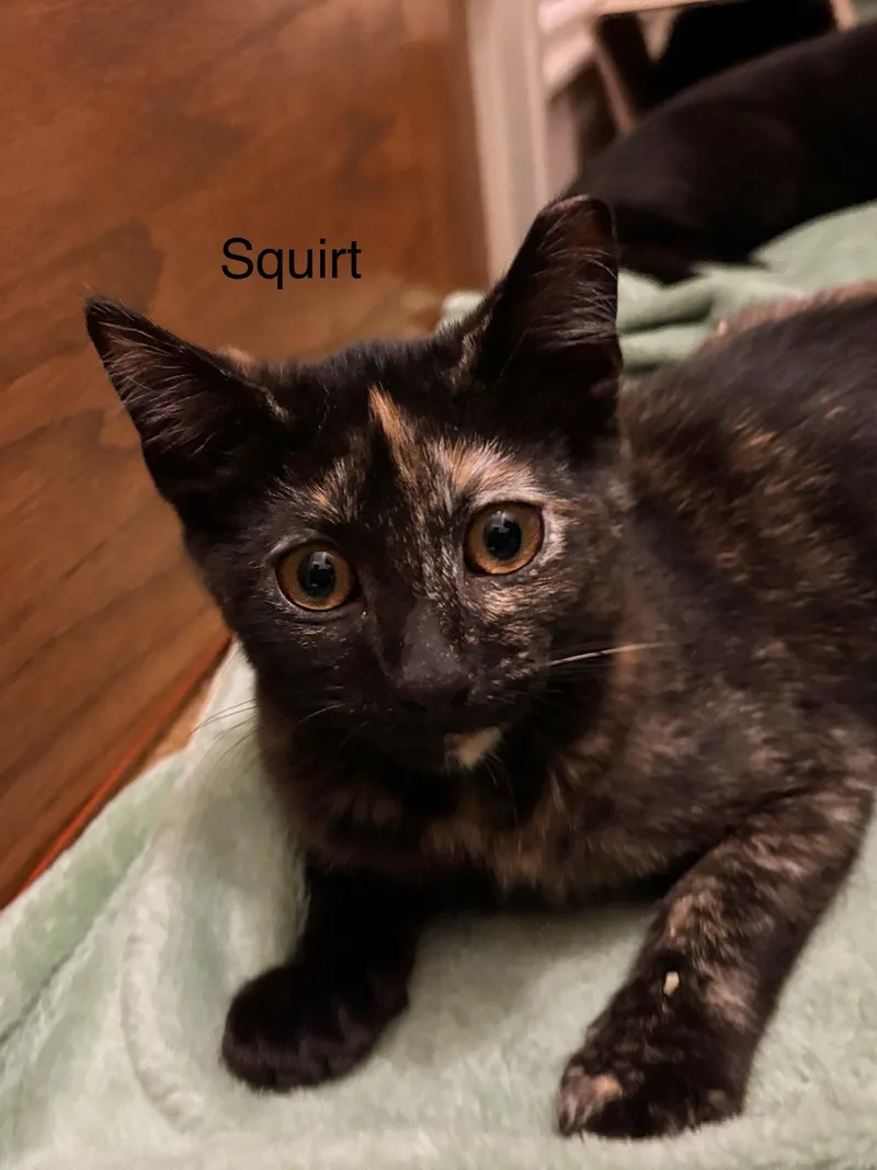 Squirt thumbnail 2