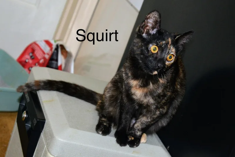 Squirt thumbnail 3