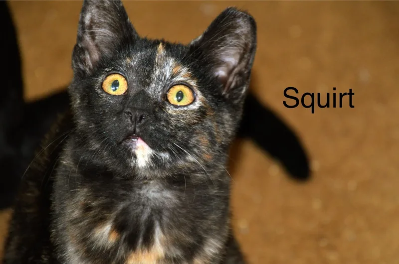 Squirt thumbnail 4