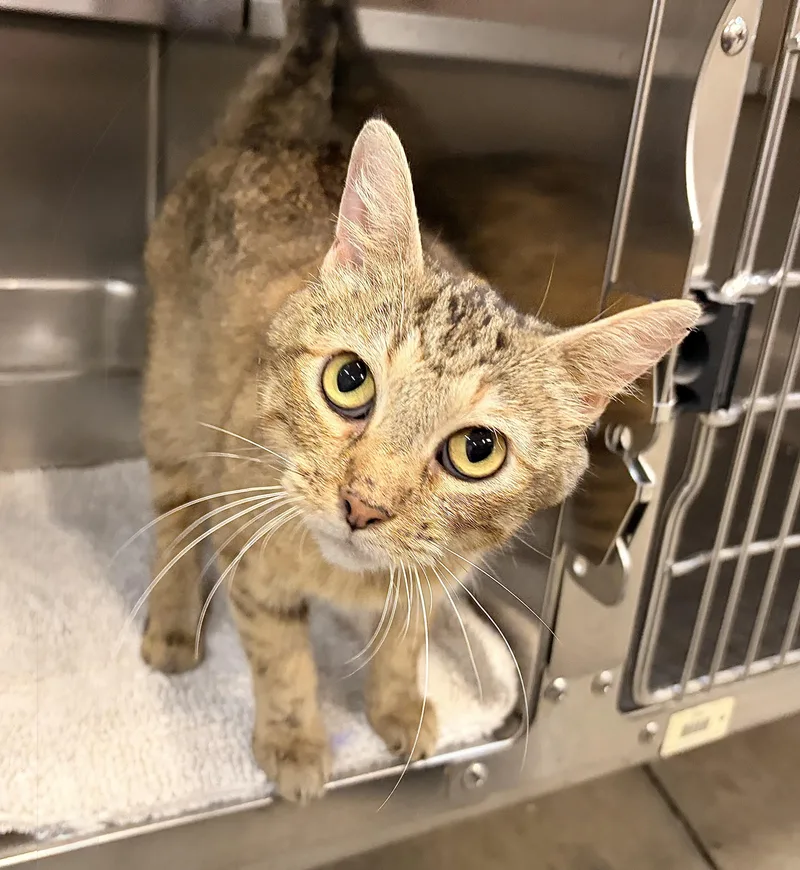 A young medium-sized female Domestic Short Hair cat named Jekyll for adoption in Saint Charles, MO