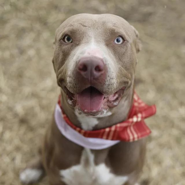 An adult medium-sized male American Staffordshire Terrier dog named Rocky for adoption in San Antonio, TX