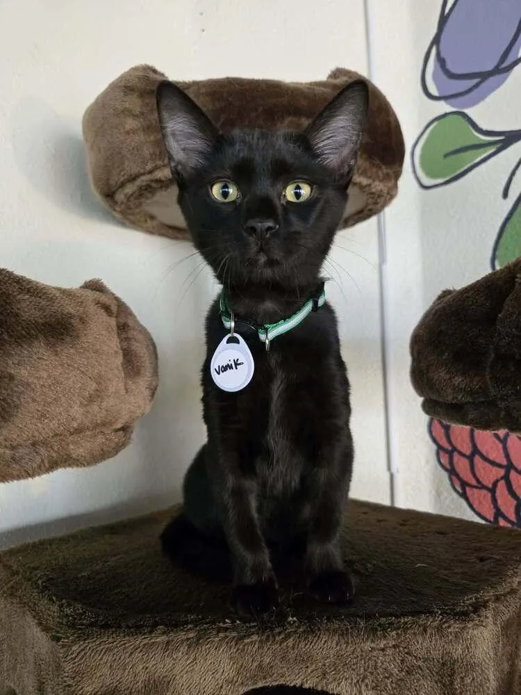 A baby medium-sized male Black Domestic Short Hair cat named Vanik for adoption in tucson, AZ