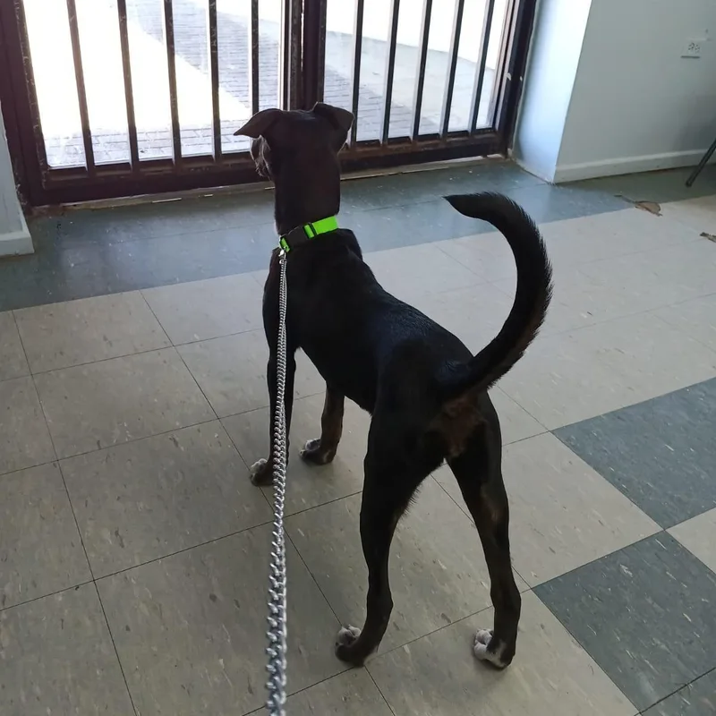 Catia "adore Me." thumbnail 2