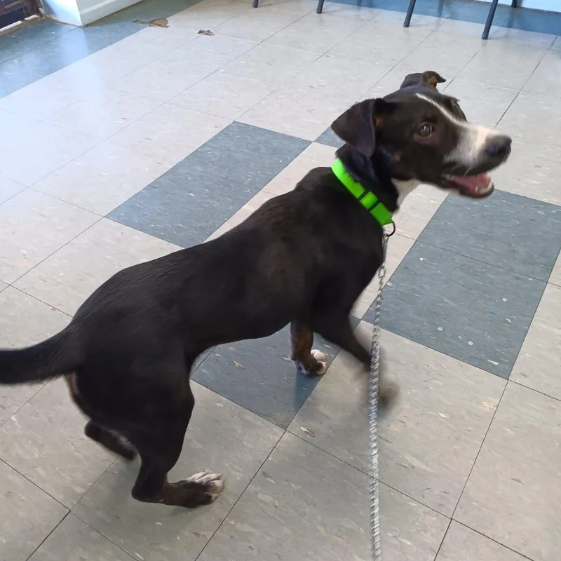 Catia "adore Me." thumbnail 5